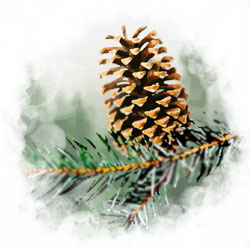 Starting Out Tree